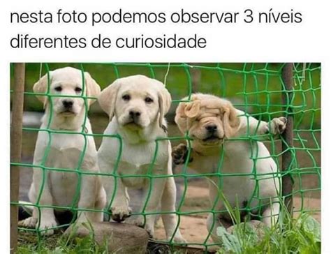 Nesta Foto Podemos Observar N Veis Diferentes De Curiosidade Memes