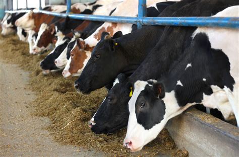 Milk Production Trends Upwards - Mid-West Farm Report