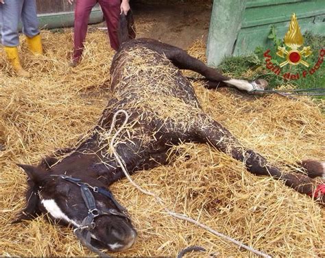 Malore Al Centro Ippico Per Una Cavalla Di Anni