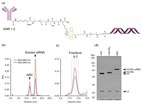 Molecules Free Full Text Site Selective Antibody Oligonucleotide