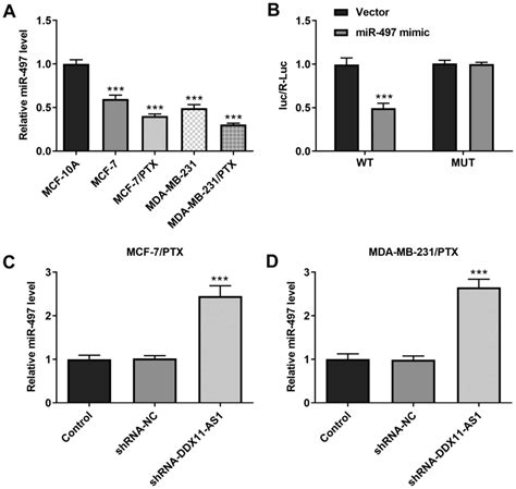 Knockdown Of Long Non‑coding Rna Ddx11‑as1 Inhibits The Proliferation