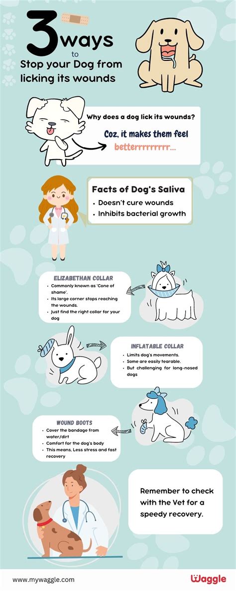 stop dogs licking  wound waggle