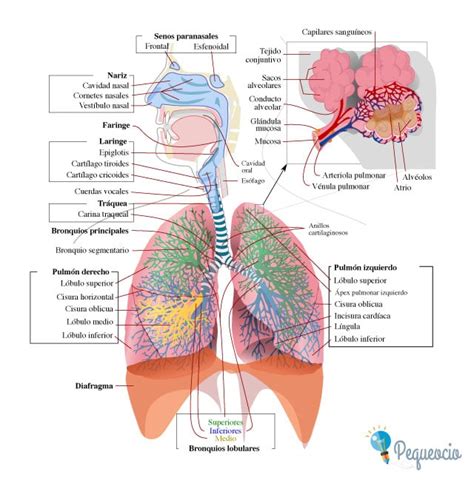 Aparato respiratorio cómo funciona Pequeocio