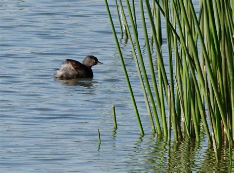 Least Grebe Santa Ana National Wildlife Refuge Alamo TX Flickr