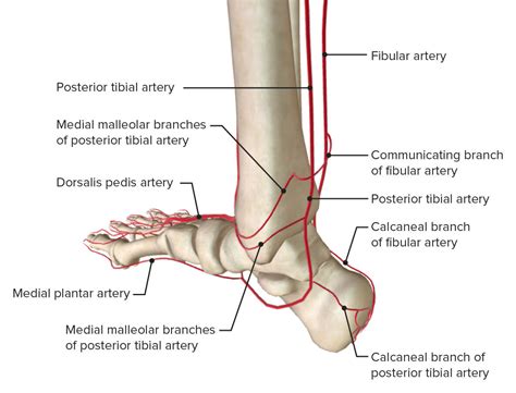 Ankle Joint Anatomy Concise Medical Knowledge