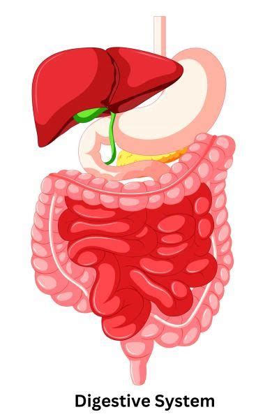 Digestive System In Hindi