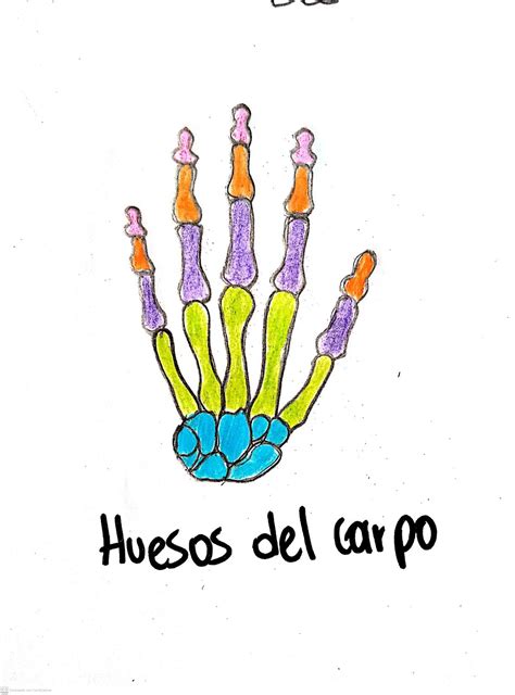 Dibujo F Cil Sobre Los Huesos Del Carpo Para Tus Resumenes Peace