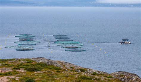 Ocean Harvest De Los Emiratos Rabes Unidos Planea Criar Salm N En El