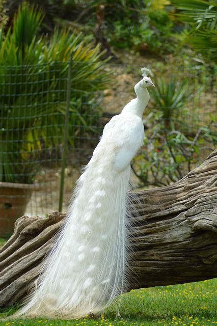 Pavão Branco - Criatório Bichos e Aves Ornamentais