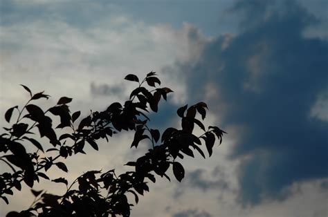 Kostenlose Foto Baum Natur Gras Ast Vogel Fl Gel Wolke Himmel