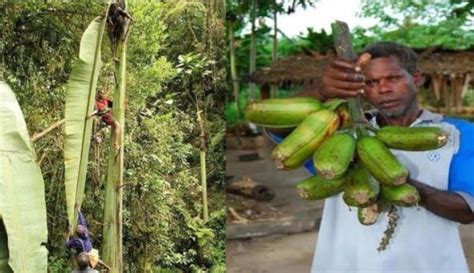 Mengenal Pisang Terbesar Di Dunia Di Papua Batangnya Kali Lipat Dari