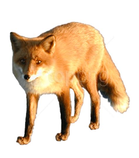 Red fox Image Portable Network Graphics Dhole - fox png download - 480* ...