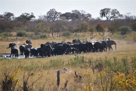 Zimbabwe and Zambia in Joint Wildlife Conservation Programme