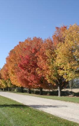 Sugar Maple Tree Picture | LoveToKnow