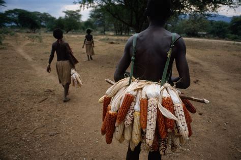 Aflatoxin A Silent Threat To Africas Food Supply