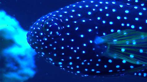 Eyes Of A Gyroscope Comet Marine Betta Calloplesiops Altivelis