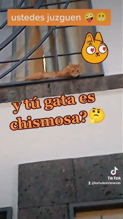 Mi Gato Chismoso 😅😬 Sígueme En Tiktok 🤪👉karladenistenesan Youtube