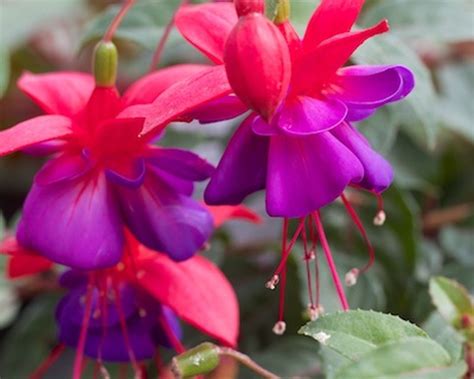 Fuchsia General Monk Fuchsia General Monk 6 X 105cm Pot