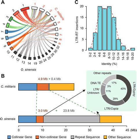 Genome Size Variation A Collinear Blocks Between O Sinensis And C Download Scientific