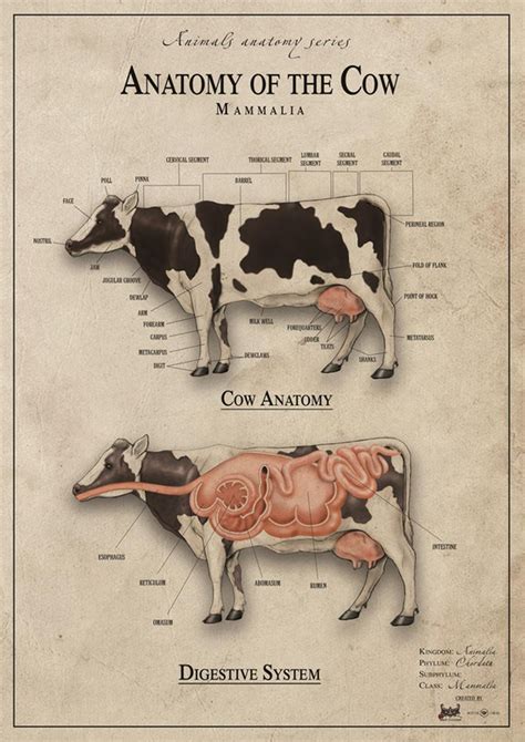 Cow anatomy - United Kingdom