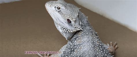 9 Best Bearded Dragon Breeders on the Market (Our Top Picks)