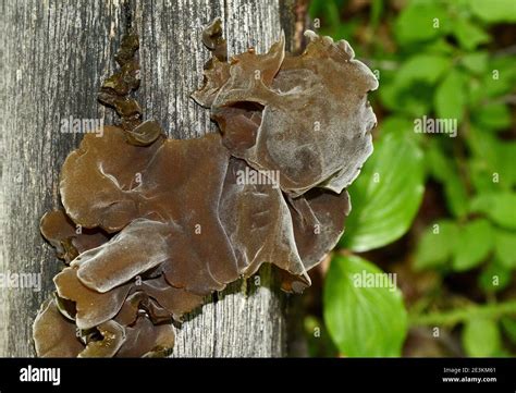 Jews Ear Wood Ear Auricularia Auricula Hirneola Polytricha Jelly