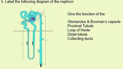 SOLVED Label The Following Diagram Of The Nephron Give The Function