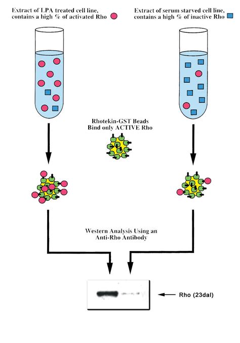 Pull Down Assay