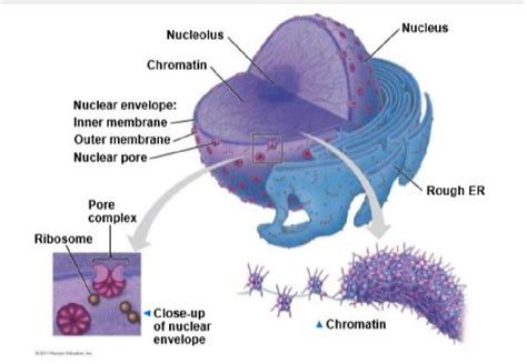 Biology Nucleus Diagram Quizlet