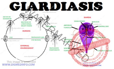 Giardiasis General Characteristics Transmission Pathogenesis Clinical Features Diagnosis