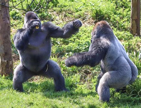 Gorillas Do Boxing On Safari Park To Show Real Rumble In The Jungle