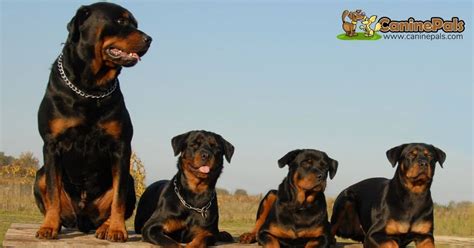 German Rottweiler And American Rottweiler What Is The Difference