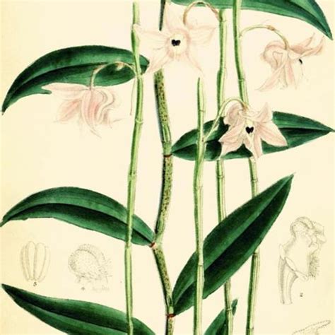 Orchid Dendrobium Aduncum