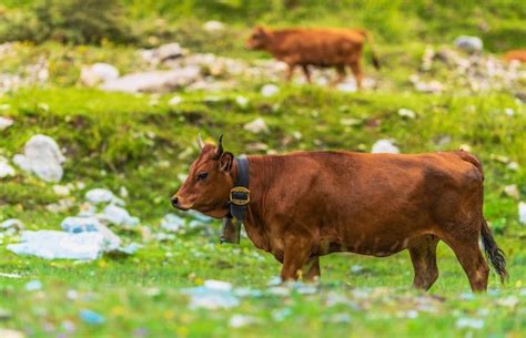 Vacas en el lado de la montaña pasto rocoso suizo suiza agricultura