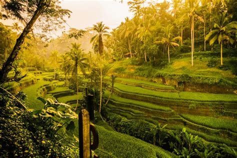 Tegalalang Rice Terraces Bali Tour Voyage