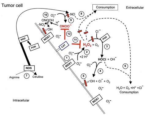 Figure 1 Targeting Extracellular Ros Signaling Of Tumor Cells