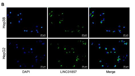 Role Of Long Intergenic Non Protein Coding RNA 01857 In Hepatocellular