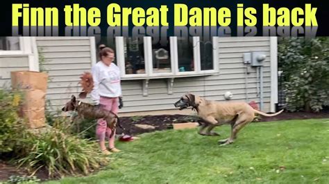 Finn The Great Dane Is Back Youtube