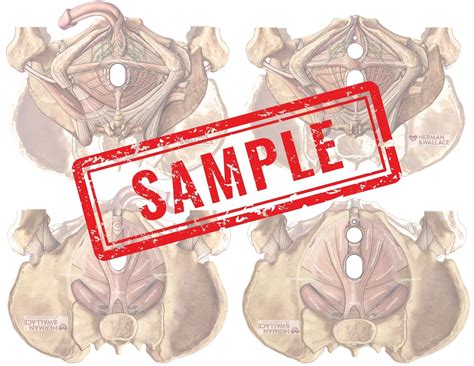Biomechanics Of The Female Pelvic Floor 3