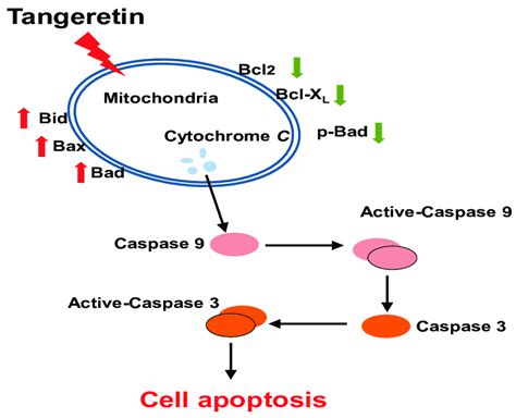 Tangeretin Induced Apoptotic Pathway In Bftc Bladder Cancer Cells