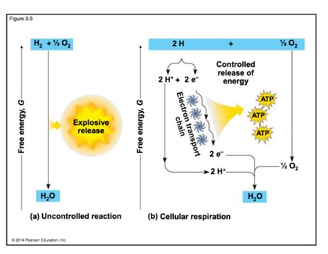 Cellular Respiration Flashcards Quizlet