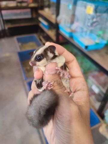 Sugar Glider Classic Grey Free Beg Pets For Sale In Bukit Jelutong