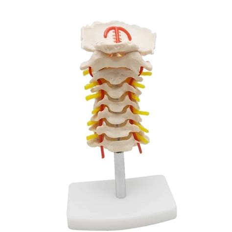 mo hinh xuong  song   dong mach