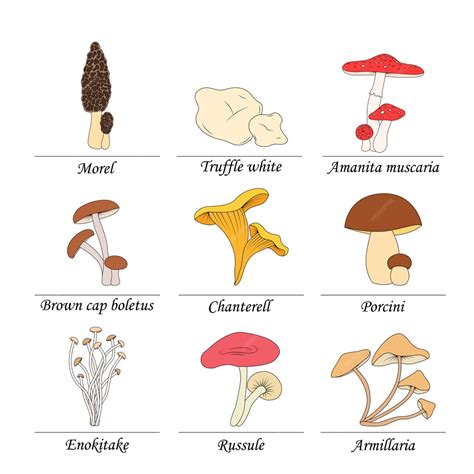 Premium Vector Set Of Edible Mushrooms With Titles On White Background