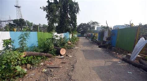 Tribals In Aarey Paying Their Last Respects To Trees Cut By Mumbai