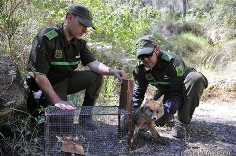 Los Agentes Medioambientales realizaron más de 35 000 actuaciones de