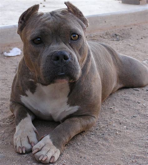 owner surrender smiling dog rescue