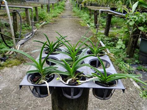 原生蘭花Vanda sanderiana var alba 白 桑德萬代蘭 優秀的母本 實生苗 露天市集 全台最大的網路購物市集