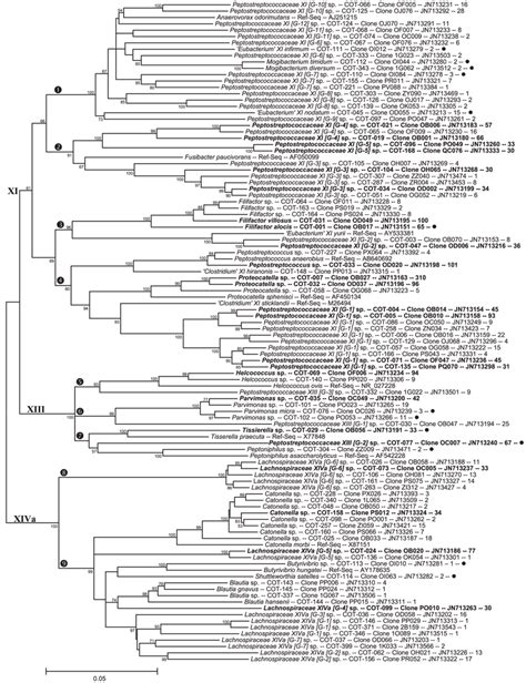 Consensus Neighbor Joining Tree For Class Clostridia Families