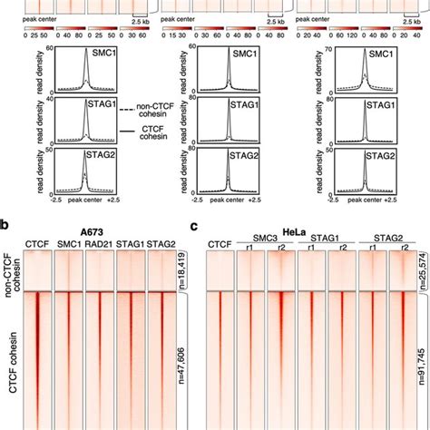 Stag Is The Preferred Variant At Non Ctcf Cohesin Positions In Human